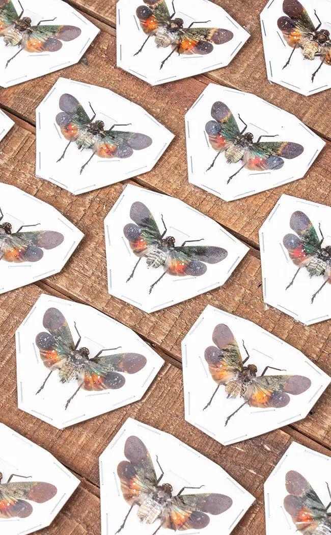 Specimen | Colourful Lanternfly