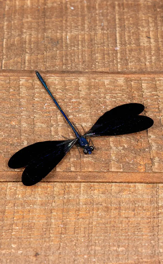 Specimen | Dark Blue Dragonfly (Vestalis luctuosa)
