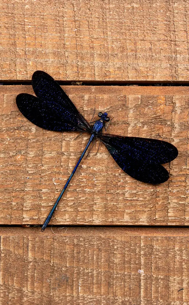 Specimen | Dark Blue Dragonfly (Vestalis luctuosa)