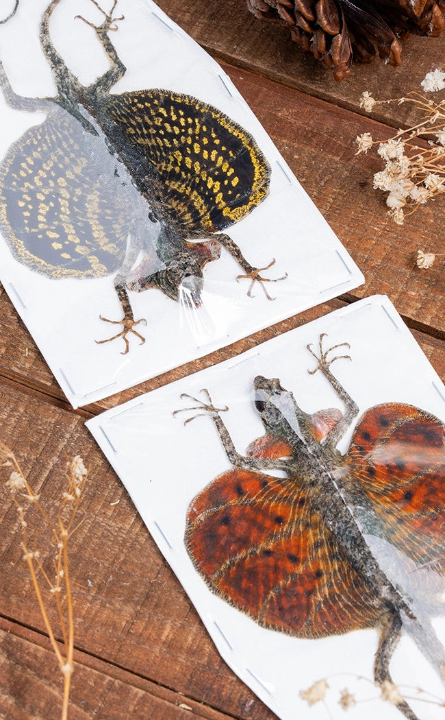 Specimen | Flying Dragon Lizards (Draco haematopogon)