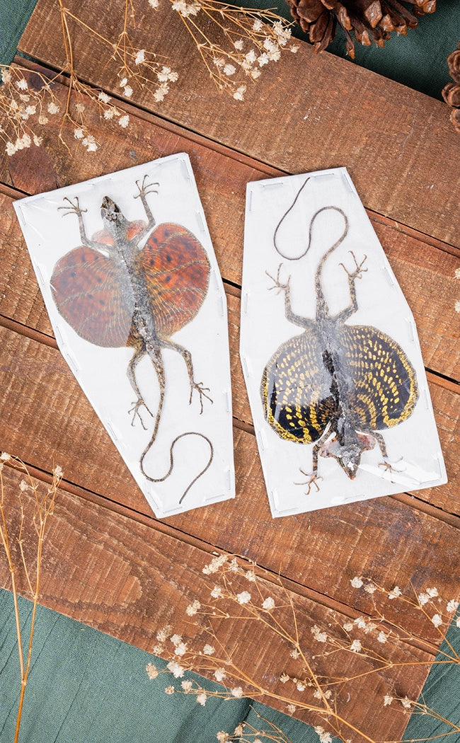 Specimen | Flying Dragon Lizards (Draco haematopogon)