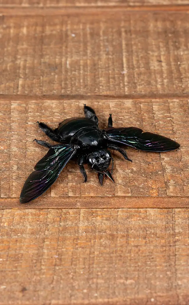 Specimen | Giant Black Carpenter Bees (Xylocopa latipes)