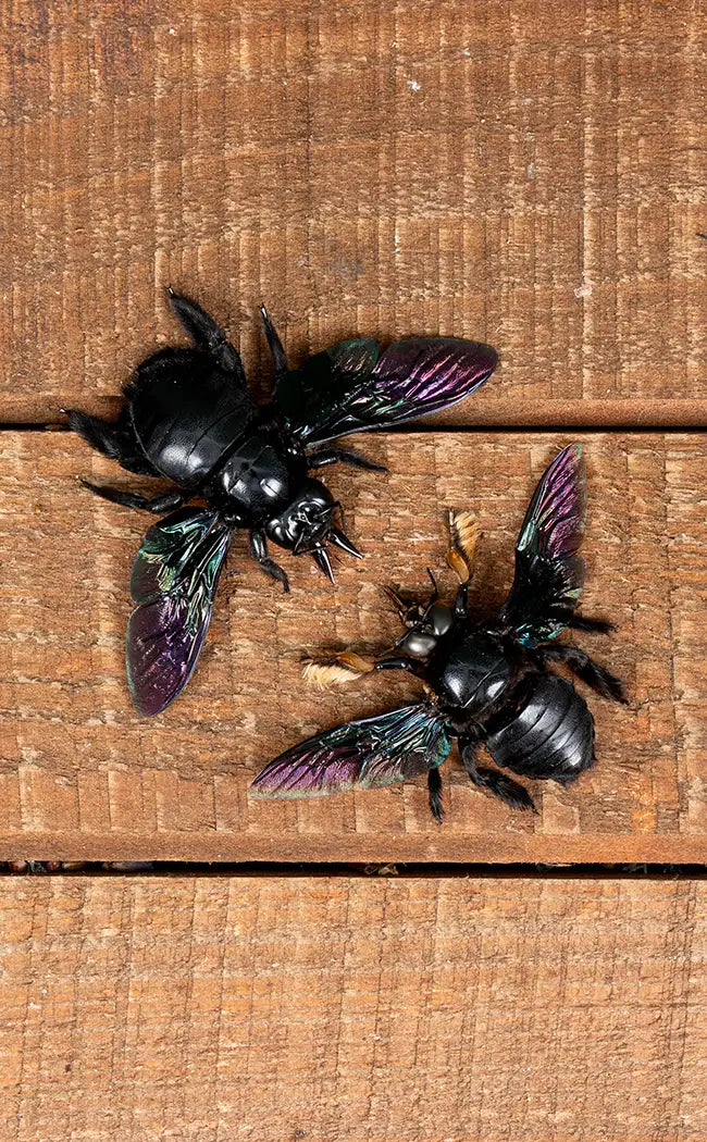 Specimen | Giant Black Carpenter Bees (Xylocopa latipes)