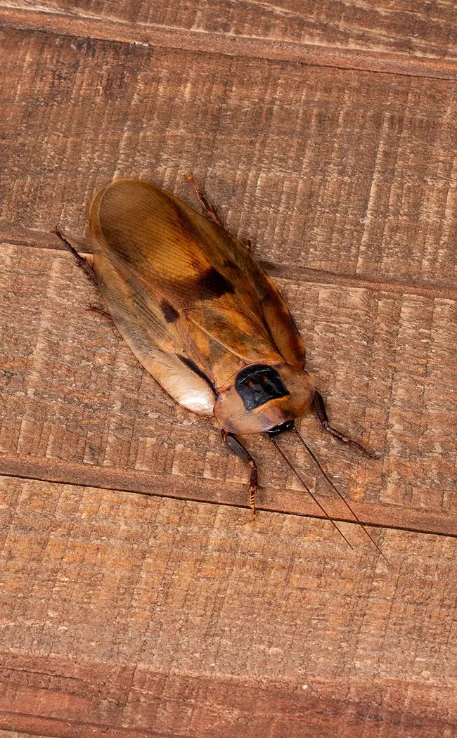 Specimen | Giant Cave Cockroach (Blaberus giganteus)