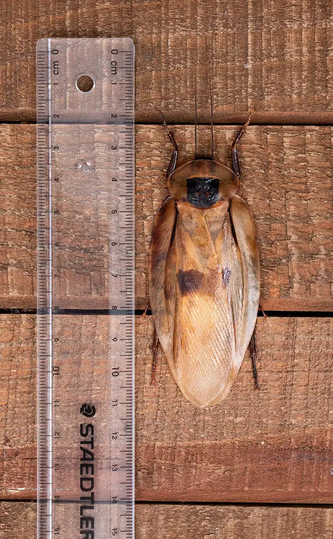 Specimen | Giant Cave Cockroach (Blaberus giganteus)