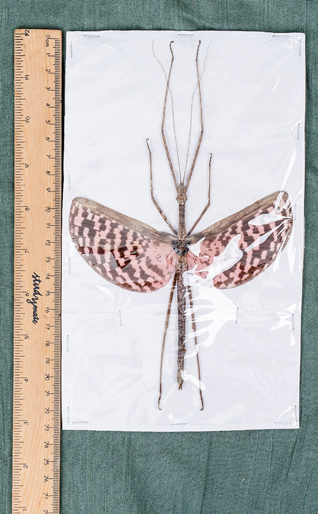 Specimen | Giant Pink Stick Insect (Diesbachia tamyris)