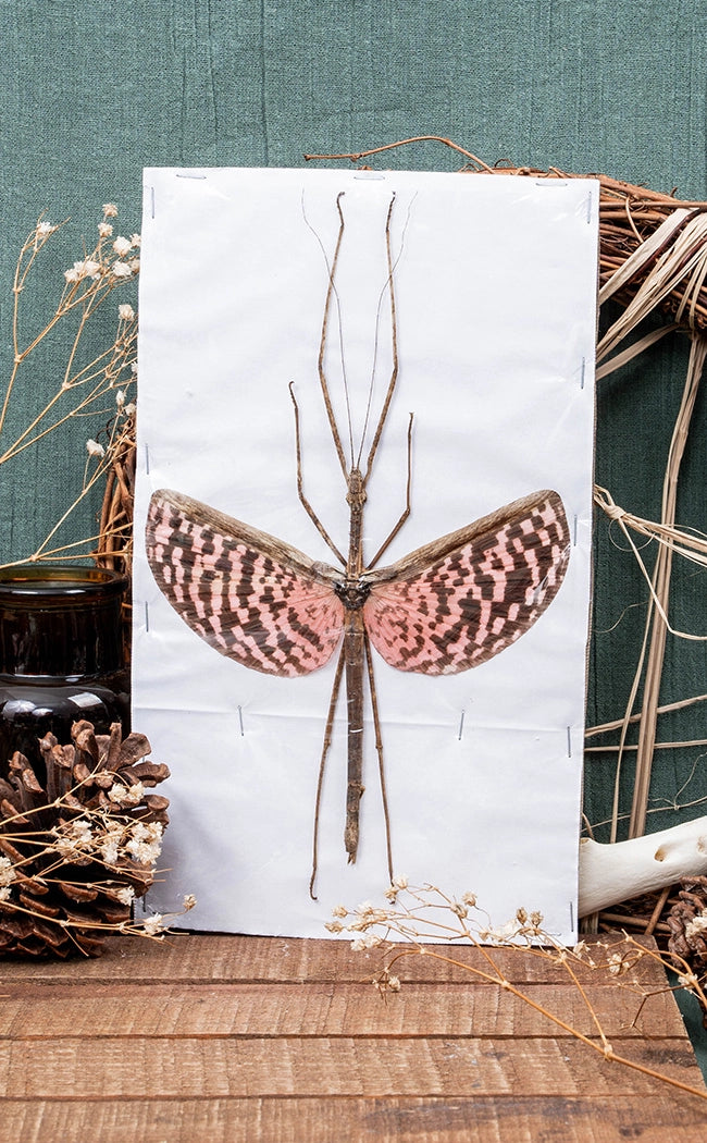 Specimen | Giant Pink Stick Insect (Diesbachia tamyris)