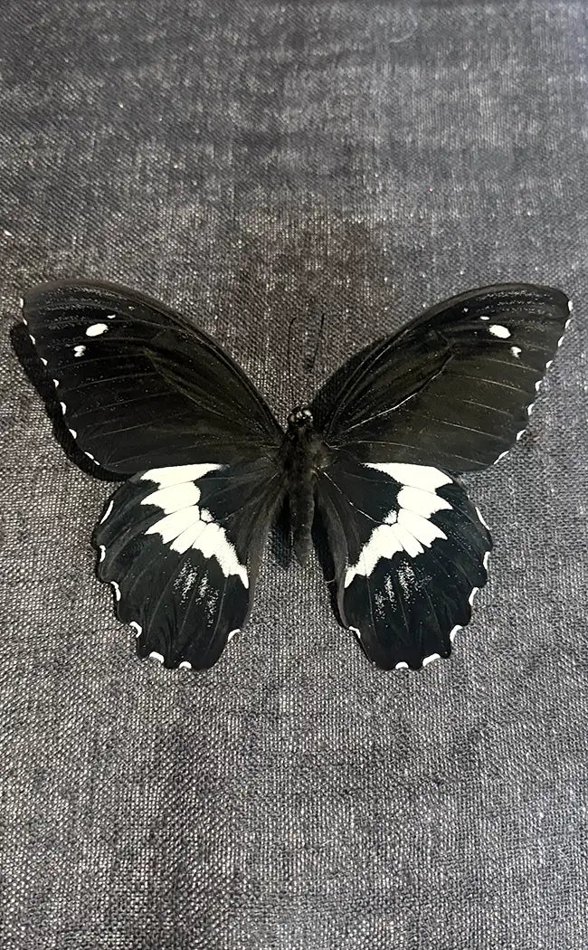 Specimen | Giant Swallowtail Butterfly