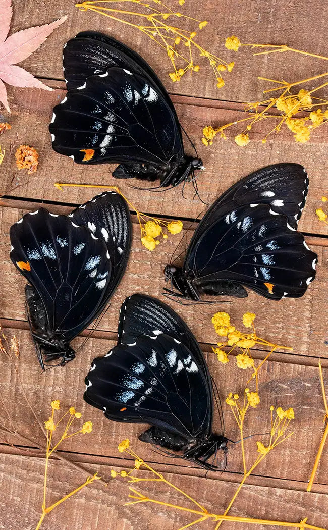 Specimen | Giant Swallowtail Butterfly