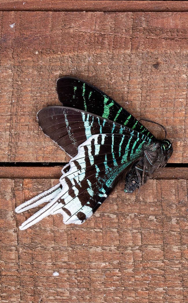Specimen | Green-banded Day Moth