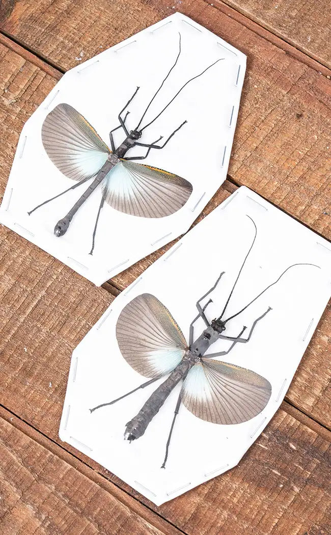 Specimen | Large Blue Stick Insect (Orthomeria superba)