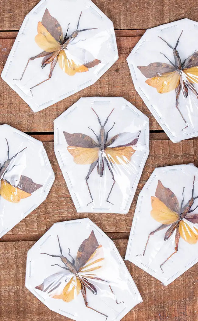 Specimen | Leaf Winged Grasshopper