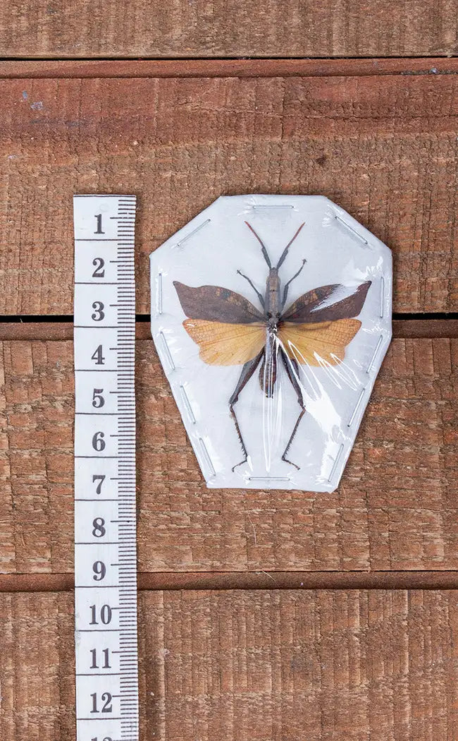 Specimen | Leaf Winged Grasshopper