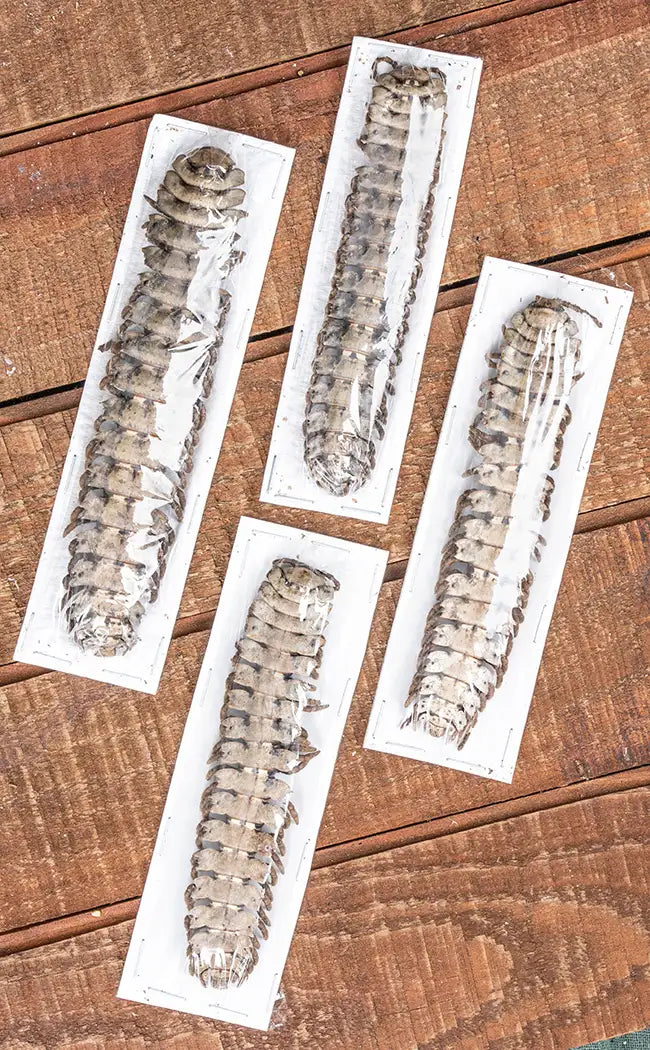 Specimen | Millipede (Polydesmus angustus)