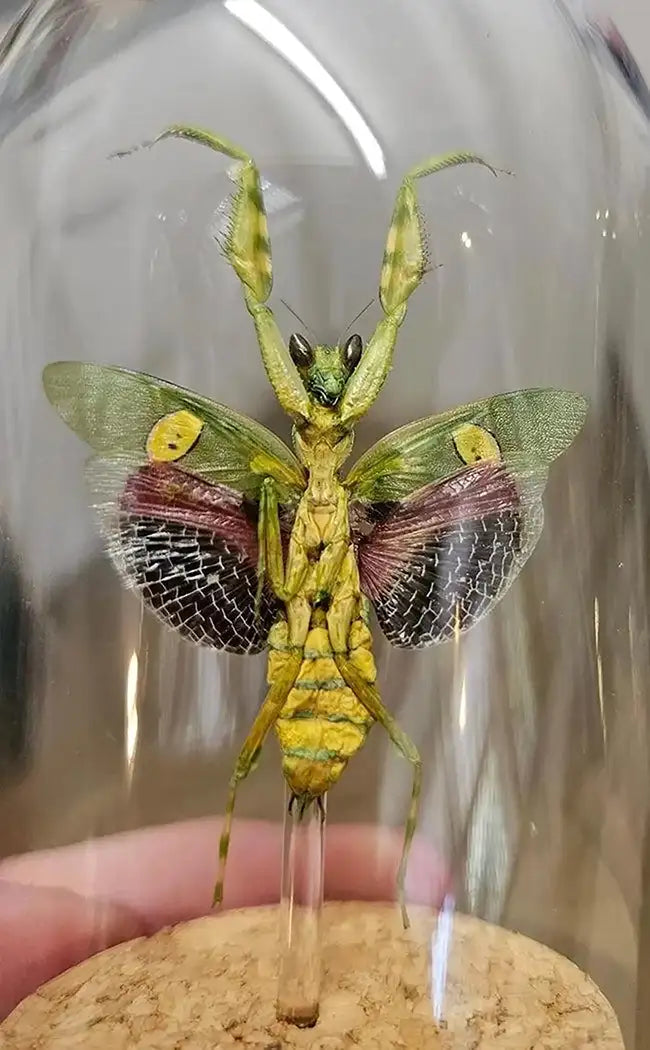 Specimen | Orchid Praying Mantis (Creobroter gemmatus)