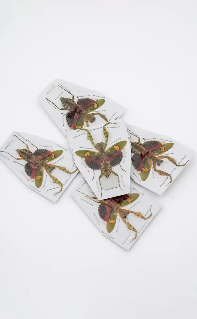 Specimen | Orchid Praying Mantis (Creobroter gemmatus)