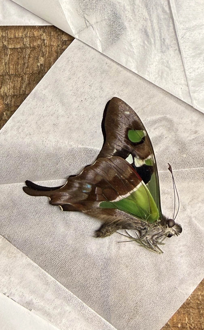 Specimen | Purple Spotted Swallowtail Butterfly