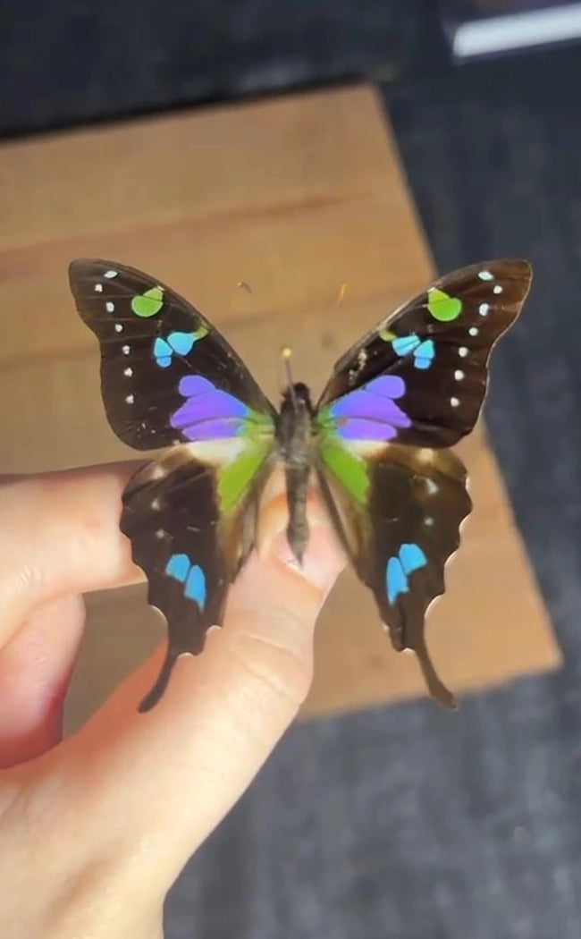 Specimen | Purple Spotted Swallowtail Butterfly