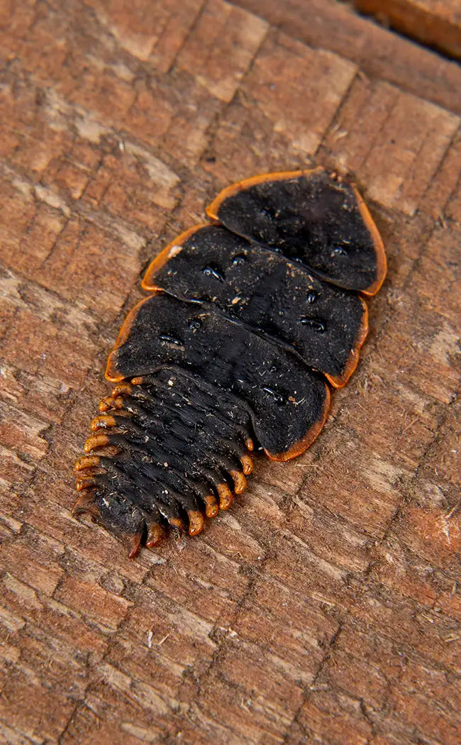 Specimen | Trilobite Beetle (Platerodrilus ruficollis)