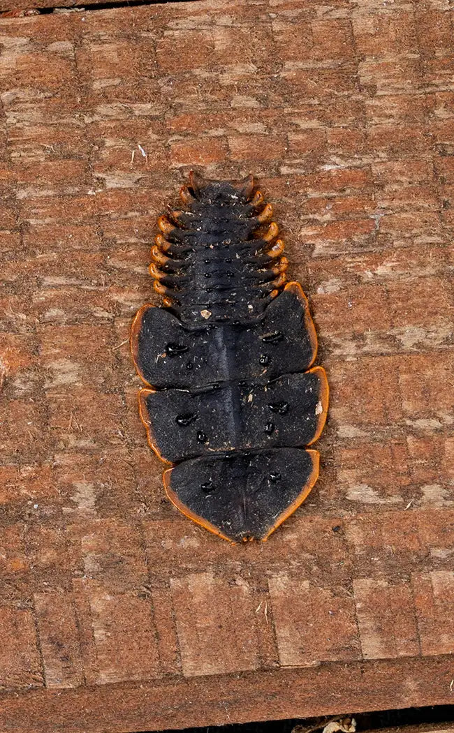 Specimen | Trilobite Beetle (Platerodrilus ruficollis)