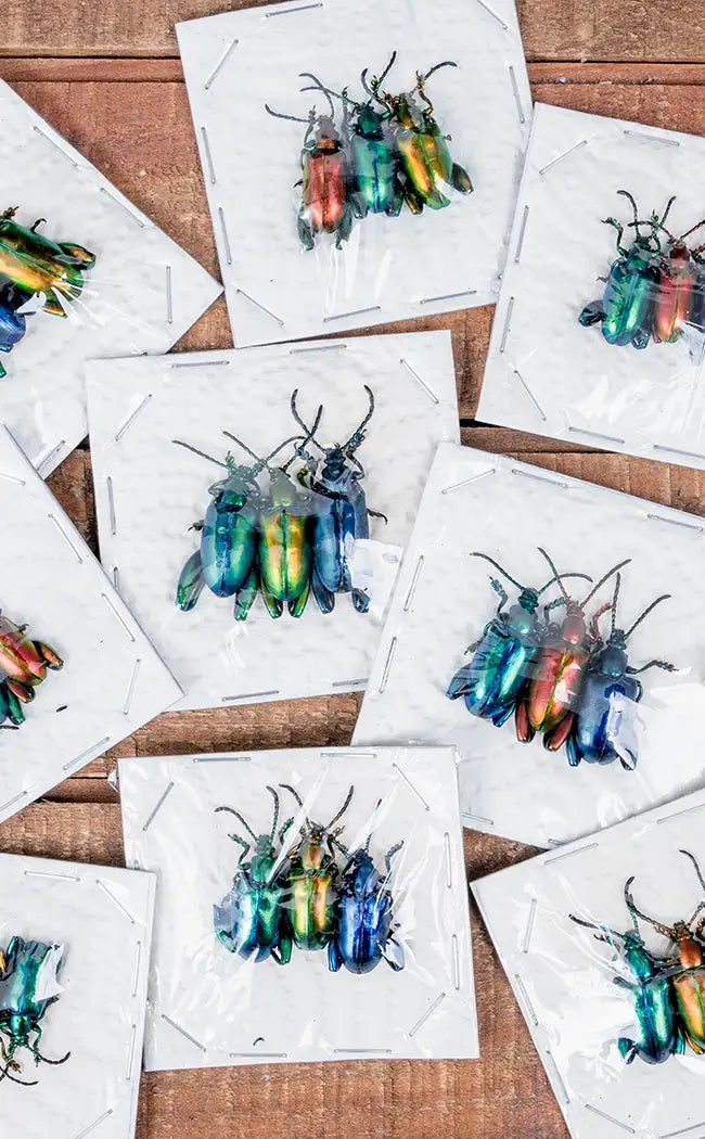 Specimen Trio | Metallic Frog Leg Beetles