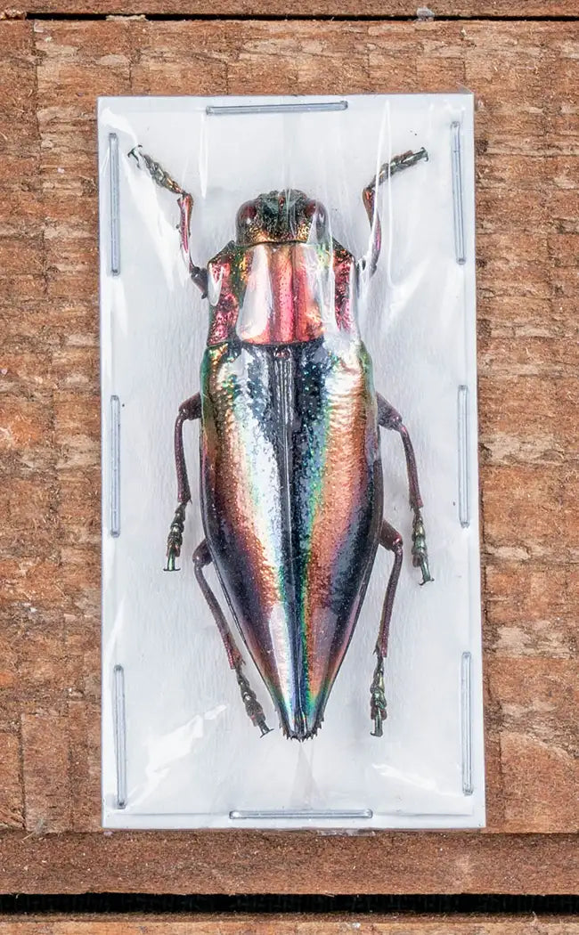 Specimen | XL Aurora Jewel Beetle (Cyphogastra javanica)
