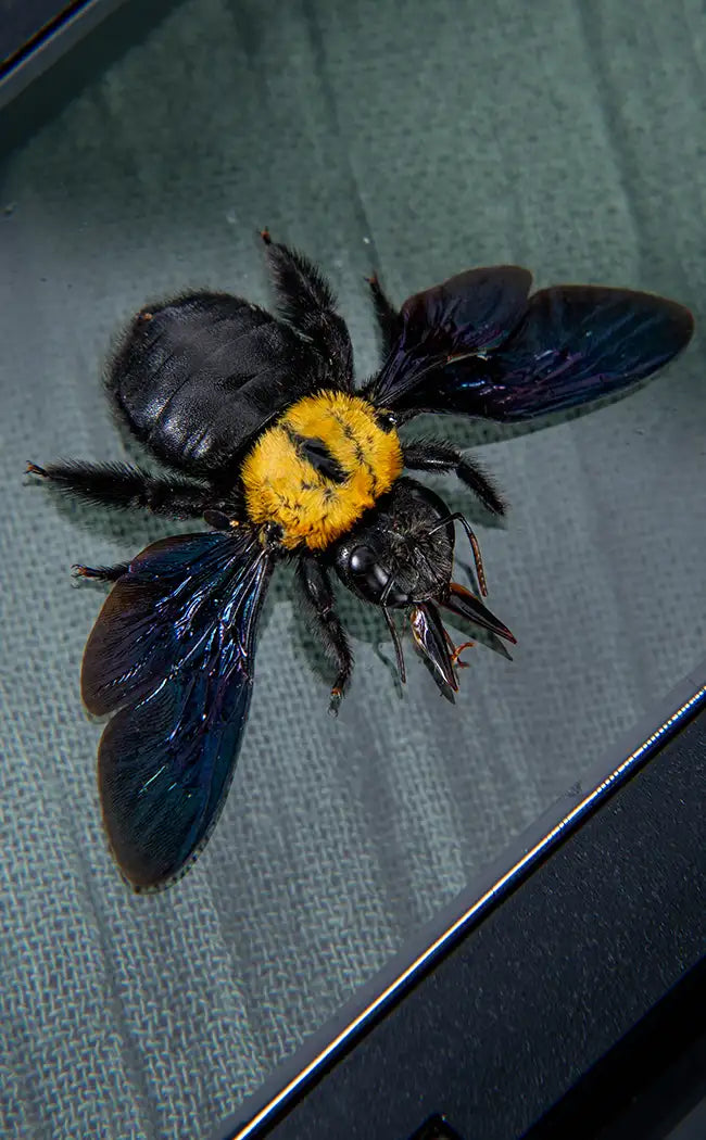 Specimen | Yellow Spot Carpenter Bees (Xylocopa aestuans)