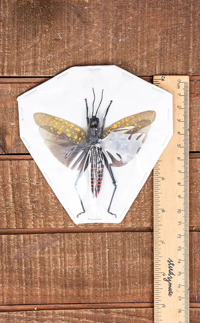 Specimen | Yellow Spotted Locust (Aularches punctatus)