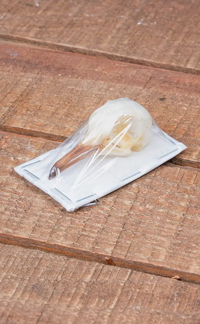 Spotted Dove Bird Skull
