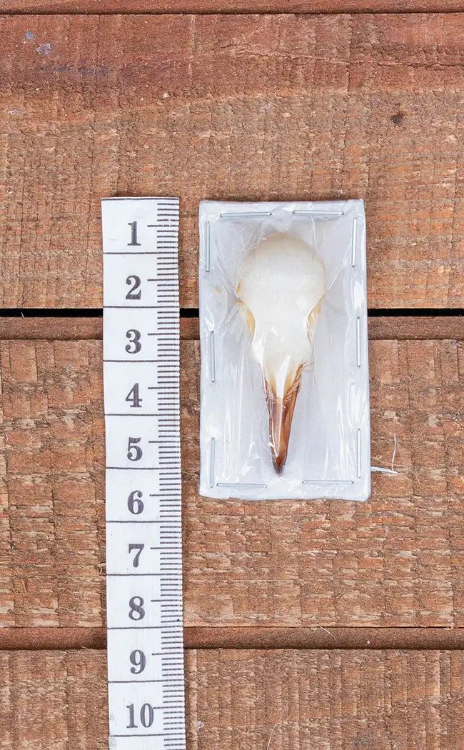 Spotted Dove Bird Skull