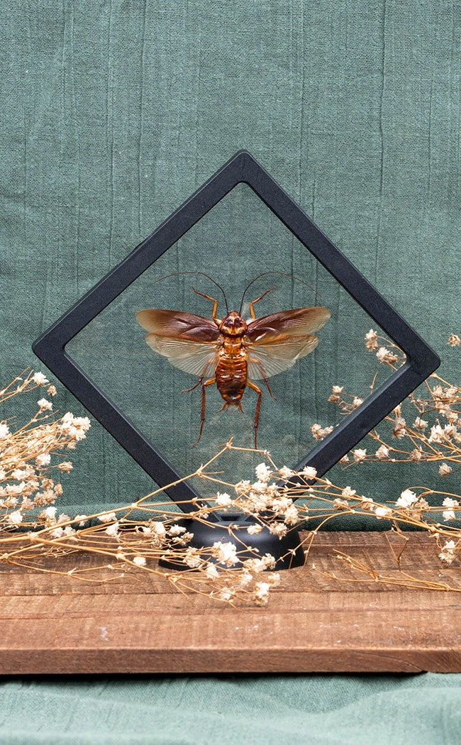 Spread Cockroach | Periplaneta australasiae