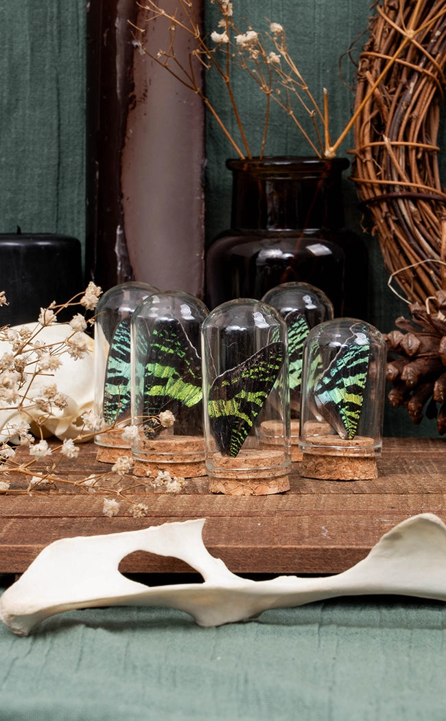 Sunset Moth Wing Set in Glass Vials