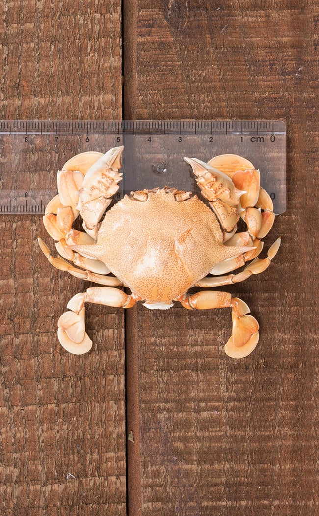 Taxidermy Crab | Common Moon Crab
