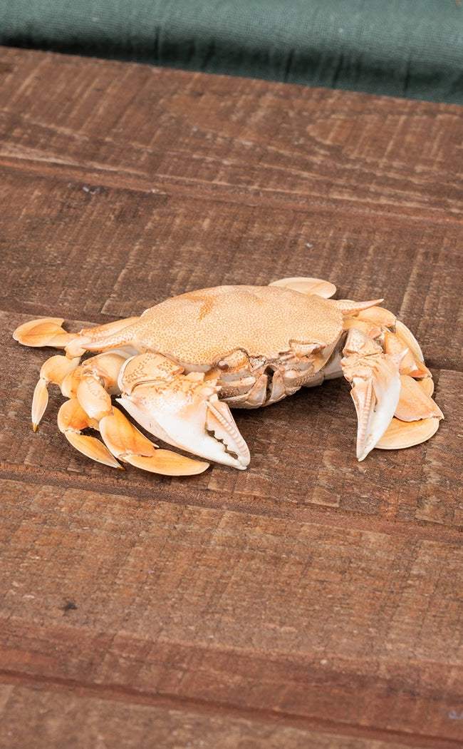 Taxidermy Crab | Common Moon Crab