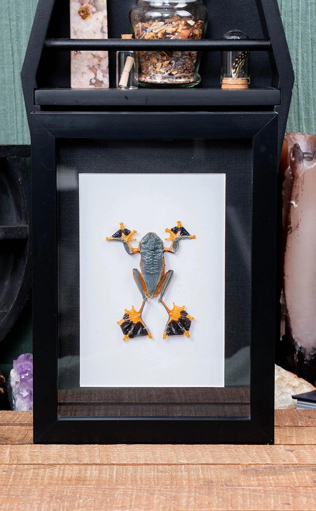 Tree Frog in Shadow Box Frame