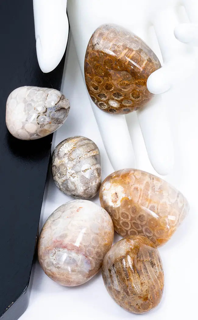 Tumbled Stones | Fossilised Coral-Tumble Stones-Tragic Beautiful