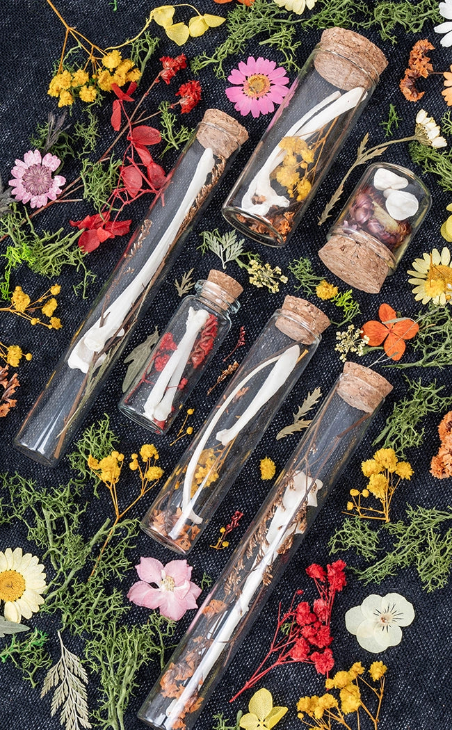 Unique Curiosity Vials | Bones