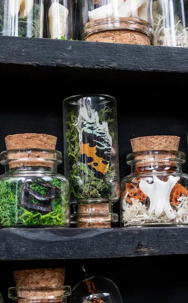 Unique Curiosity Vials | Bugs & Bits