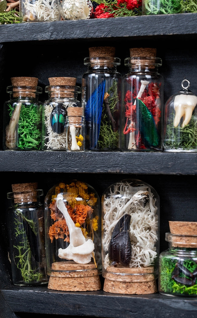 Unique Curiosity Vials | Bugs & Bits