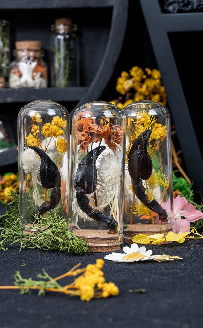 Unique Curiosity Vials | Scorpion & Spider