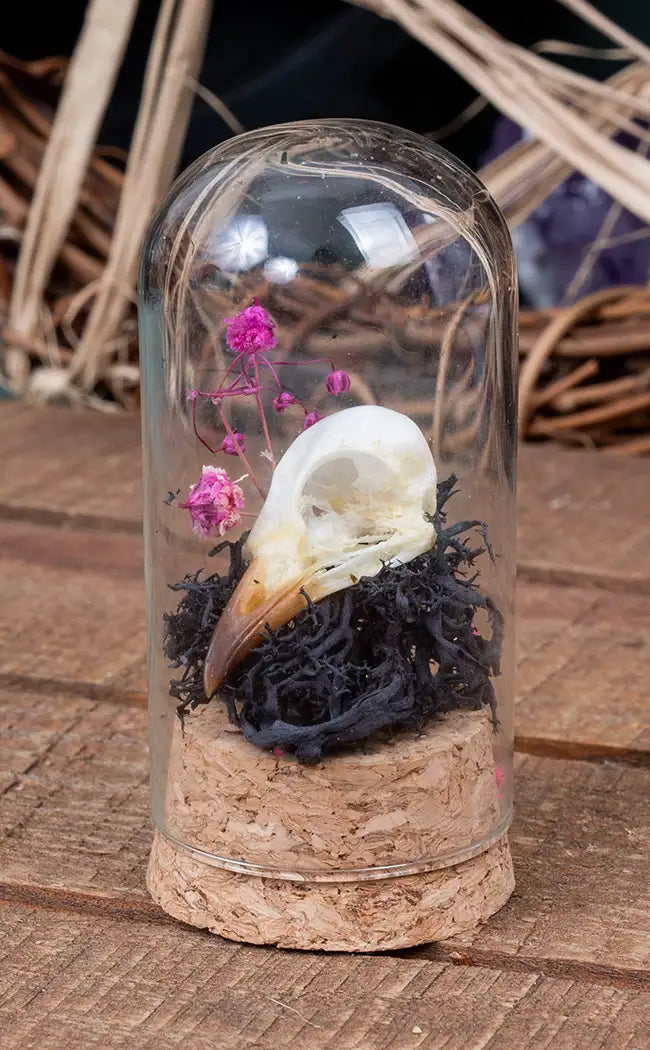 Unique Curiosity Vials | Skulls