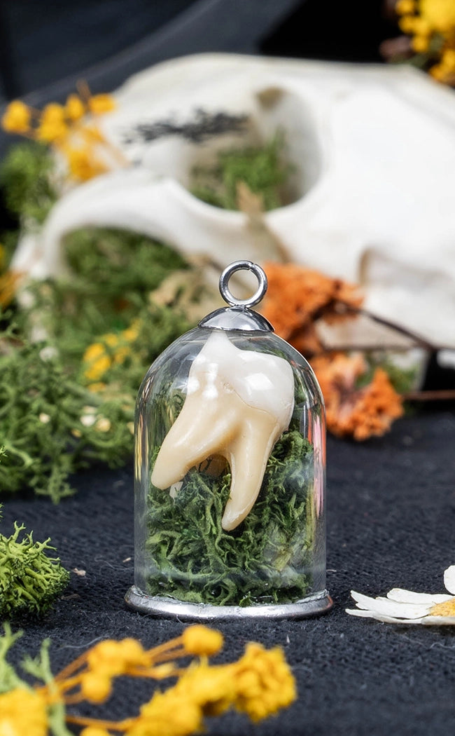 Unique Curiosity Vials | Teeth & Claw