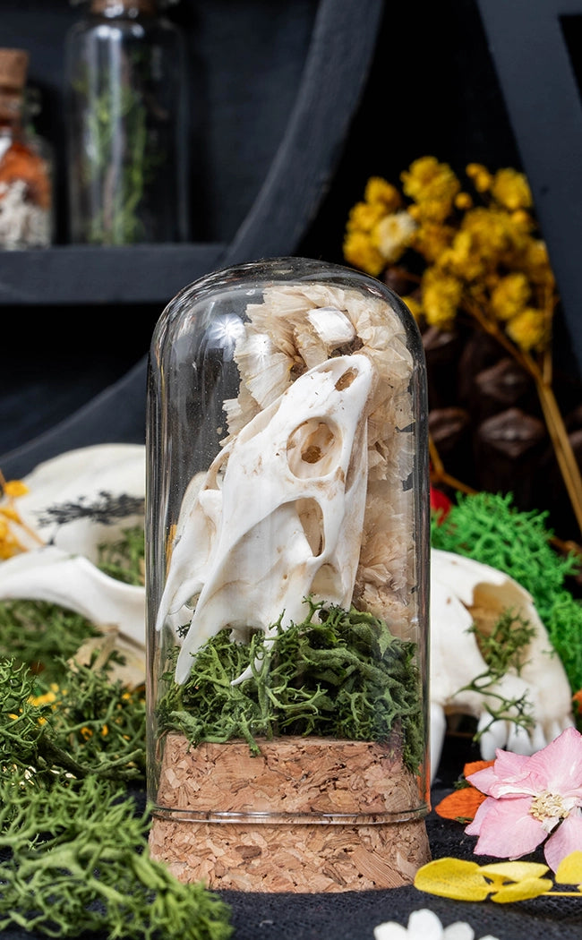 Unique Curiosity Vials | Turtle Skulls