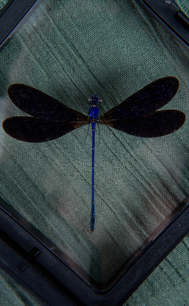 Velvety Blue Dragonfly in Display Case | Vestalis luctuosa