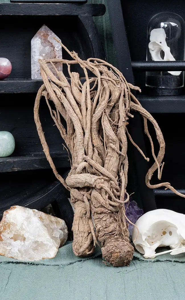 Whole Master Root | Rulers Root | Witchcraft Herbs