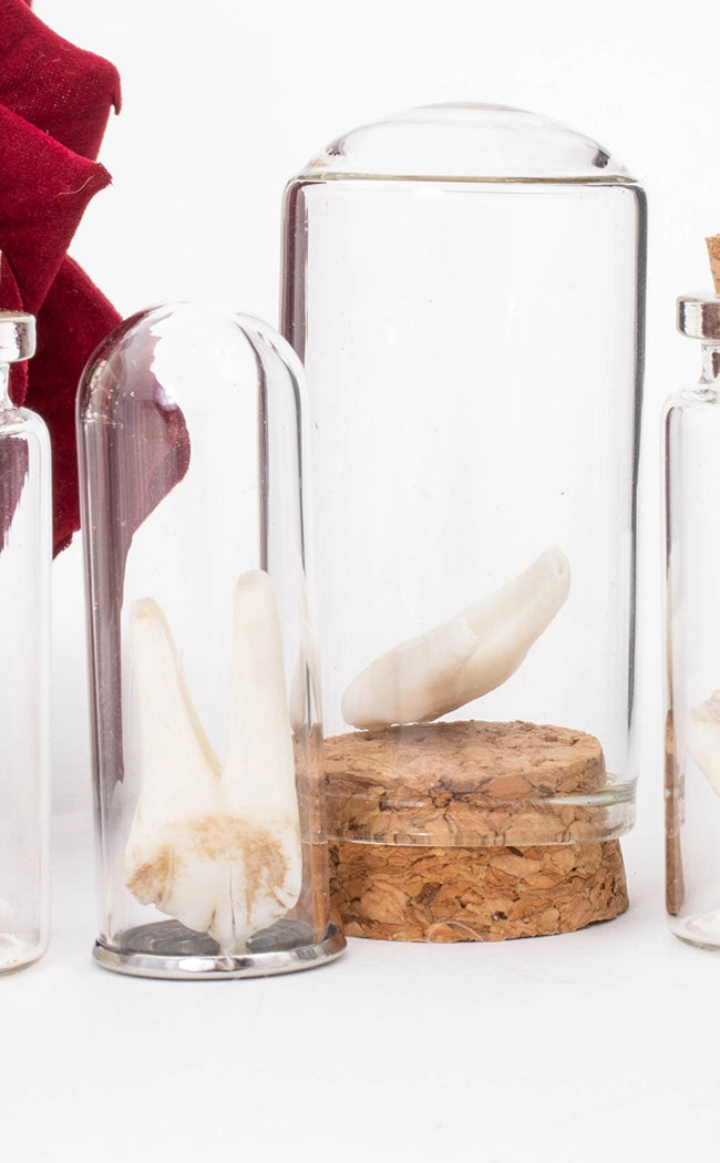 Wild Deer Tooth In Vial-Oddities & Curiosities-Tragic Beautiful