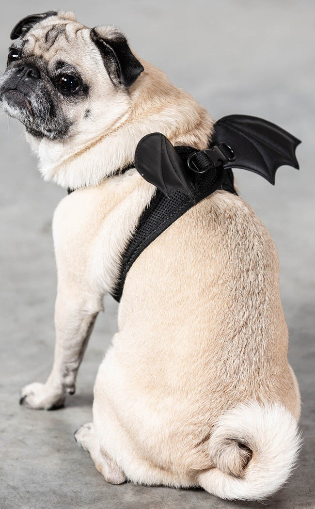 Flutter Pet Harness-Killstar-Tragic Beautiful