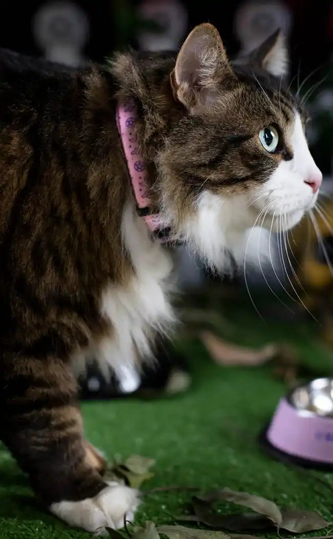 Pastel Demon Pet Collar | 3 Sizes-Furr King-Tragic Beautiful