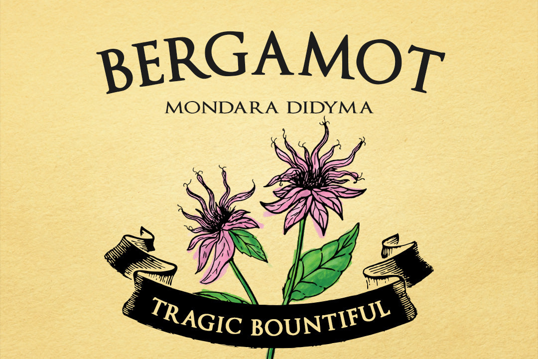 Bergamot | Mondara Didyma | Illustration of 2 bergamot flowers on a yellow background with a black ribbon banner on top of them that reads #TRAGICBOUNTIFUL