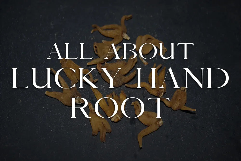 Root Hand Lucky Hand Root: Magickal Properties & Uses